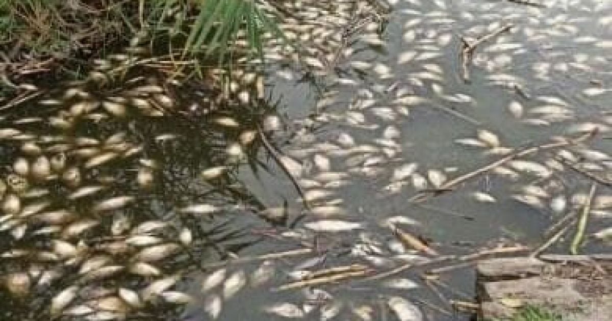 У Дніпрі масовий мор риби: в чому може бути причина