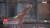 У зоопарку в Чилі народилося дитинча жирафа