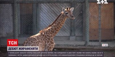 У зоопарку в Чилі народилося дитинча жирафа