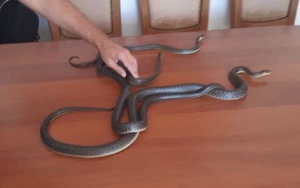 На территории детсада во Львовской области нашли редкую полутораметровую змею (фото)