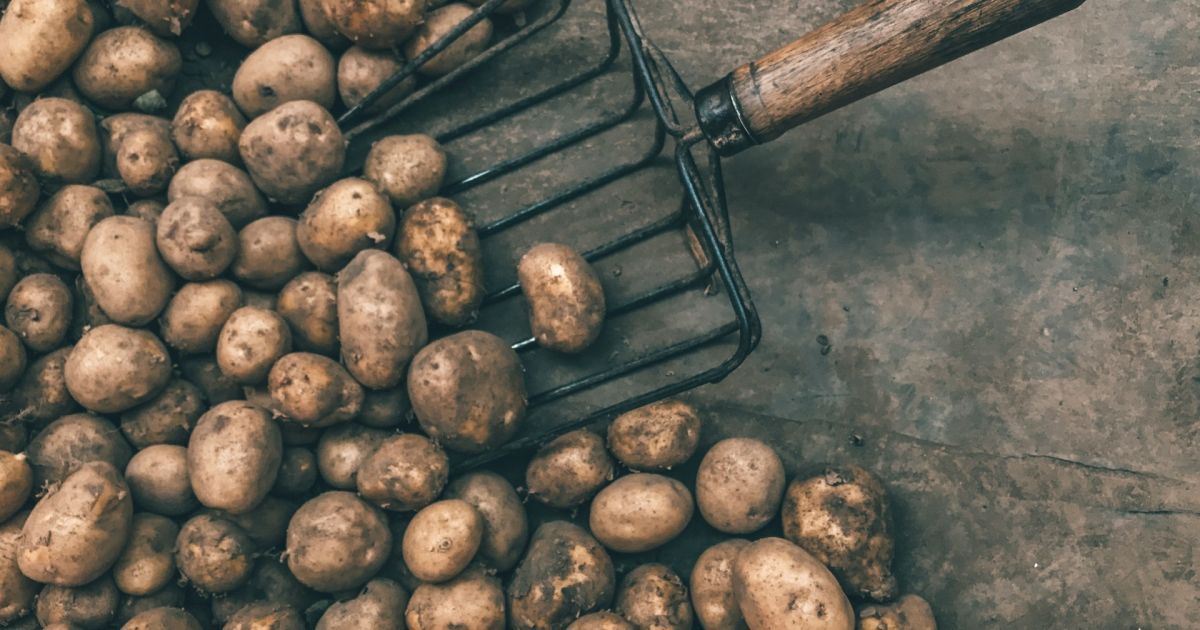 Чем подкормить картофель в июне