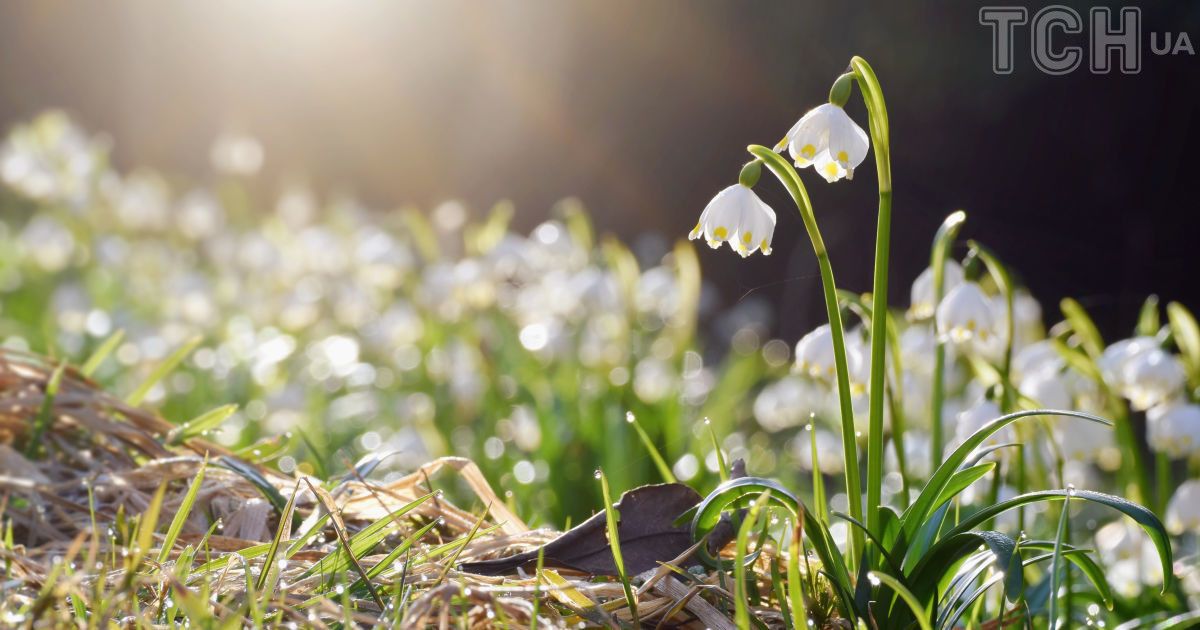 Весняні квіти