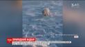 Сеть подорвало видео, на котором песец пытается украсть улов рыбака