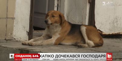 Український Хатіко нарешті знайшов родину