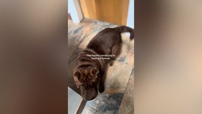 Собака каждый день пытается испугать свою хозяйку: что она делает