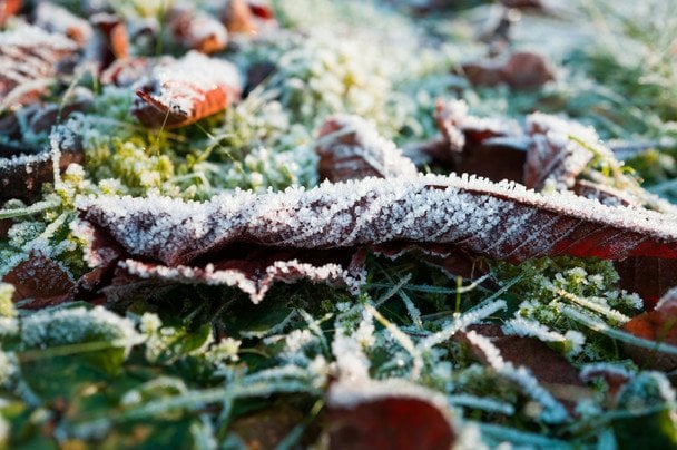 19 листопада на деревах іній — до врожайного року / © unsplash.com