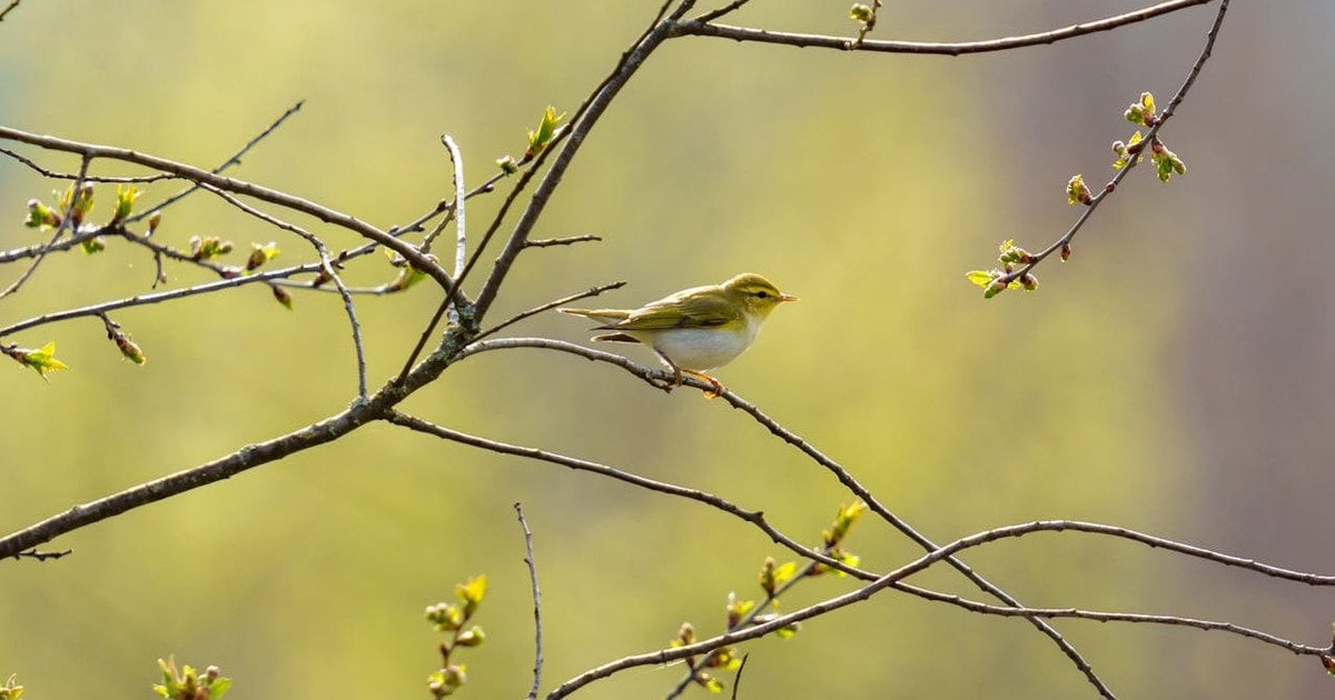 Який сьогодні, 20 квітня, день ангела