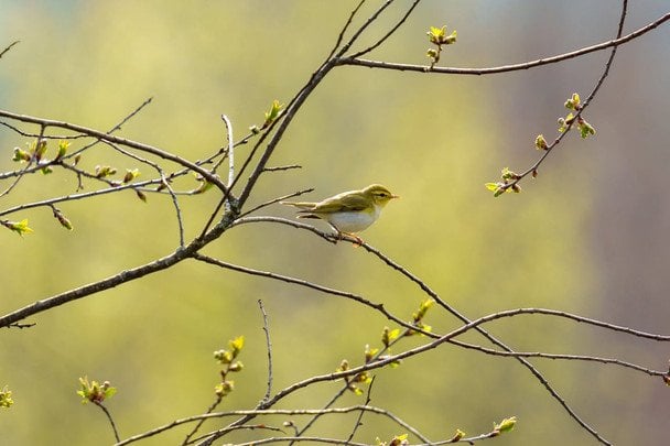 День ангела 20 квітня: кого та як вітати з іменинами