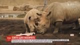 В Сан-Диего отпраздновали день рождения первого белого носорога, родившегося путем искусственного оплодотворения