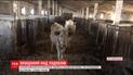 Селяне на Житомирщине пытаются спасти животных из запущенной фермы