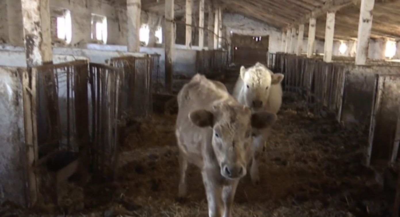 Селяне на Житомирщине пытаются спасти животных из запущенной фермы