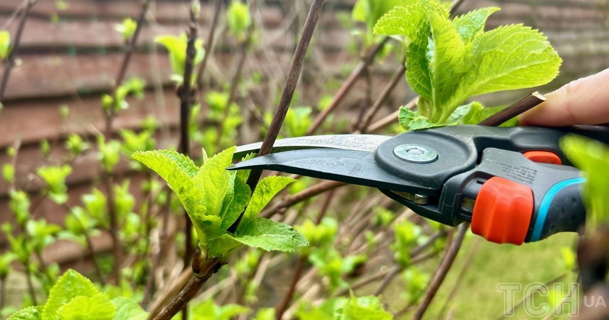 Обрізка гортензії