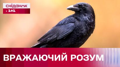 Ворони вміють рахувати! Неймовірні здібності птахів