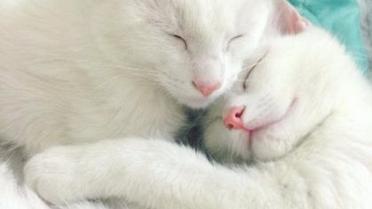 Коти-близнюки_6 / © instagram/sis.twins
