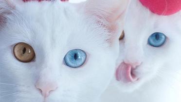 Коти-близнюки_4 / © instagram/sis.twins