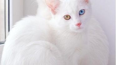 Коти-близнюки_7 / © instagram/sis.twins
