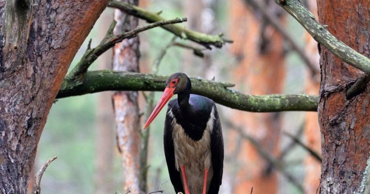 Чорний лелека