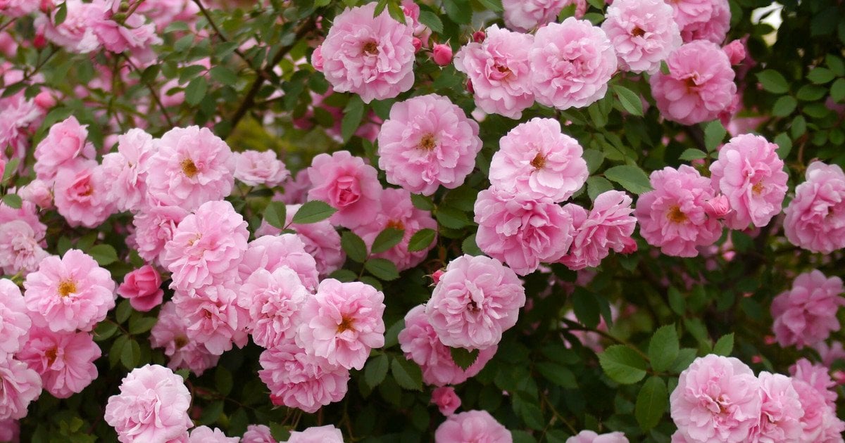 Найвитриваліший сорт троянди