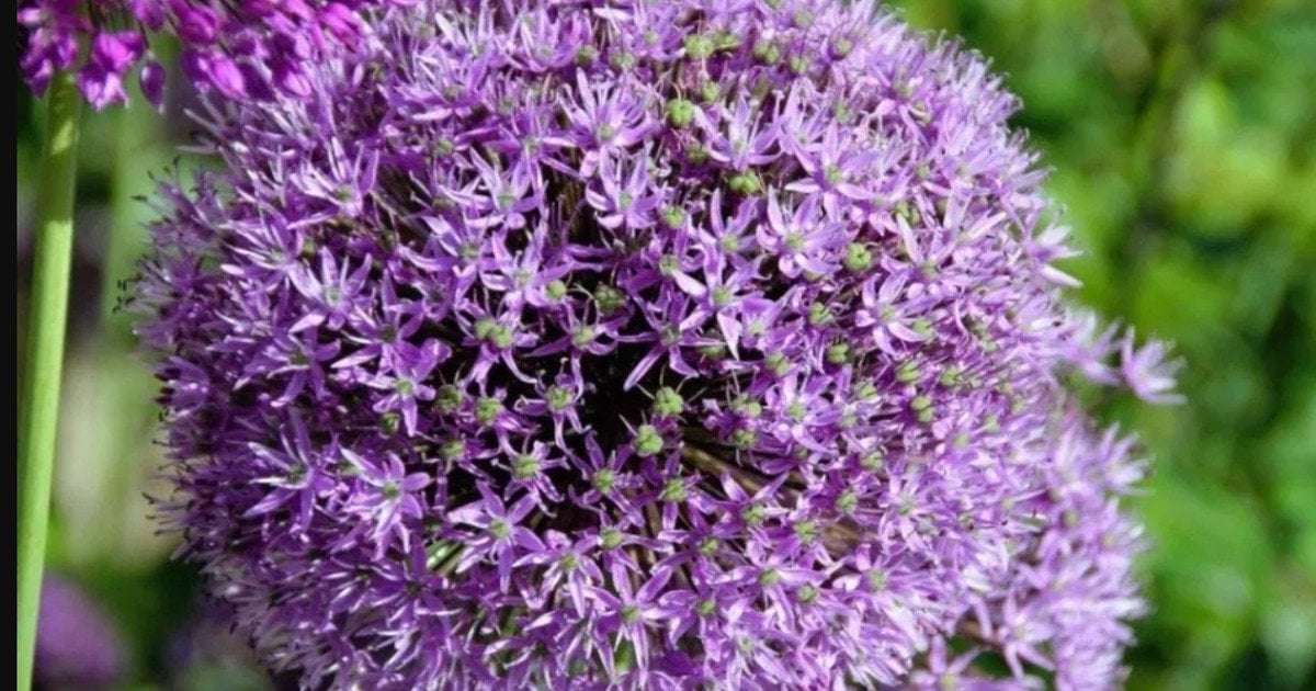 Декоративний часник