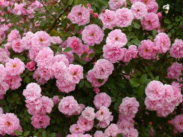 Названо морозостійкий сорт троянди, який не хворіє та цвіте все літо