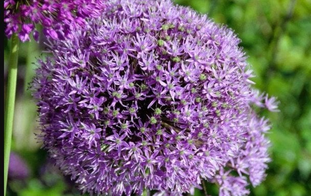 Яку рослину посадити в саду, щоб забути про кліщів