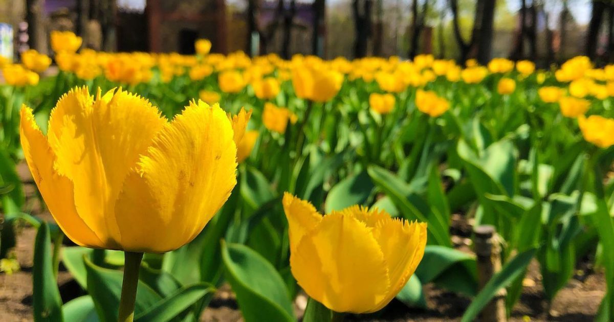 У Кропивницькому розквітли три мільйони тюльпанів: майже половину сортів Україна ще не бачила