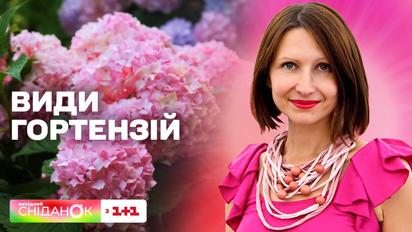 Гортензія: види і догляд – поради для садівників від Антоніни Лесик