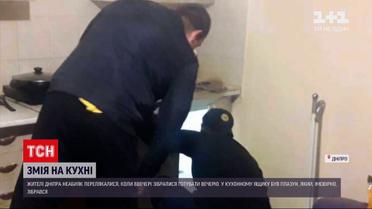 Змея в кухне | жители Днепра нашли пресмыкающееся в комнате