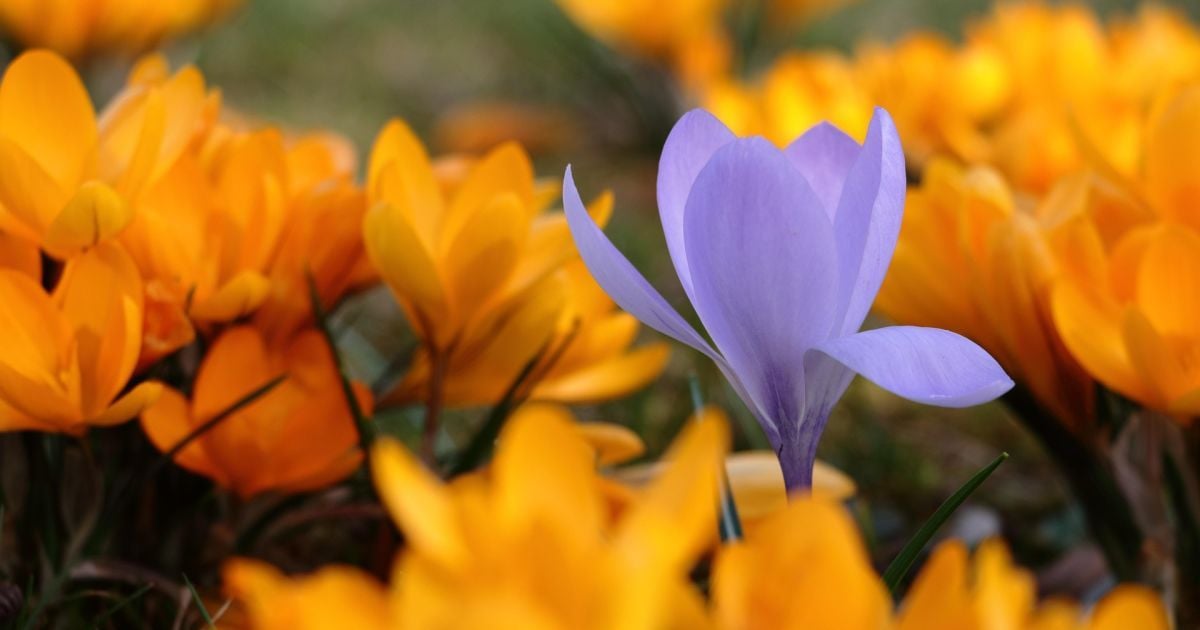 Який сьогодні 10 березня день ангела