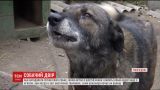 На Ровенщине женщина держит дома более сотни собак