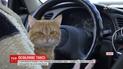 В Харьковской службе такси работает рыжий котик вместе с хозяином