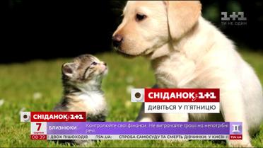 Коти чи собаки: безпрецедентне опитування Сніданку