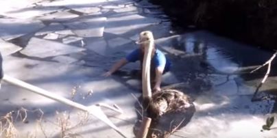 Видео спасательной операции страуса в американском зоопарке тронуло юзеров