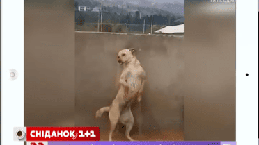 Добірка кумедного відео з інтернету