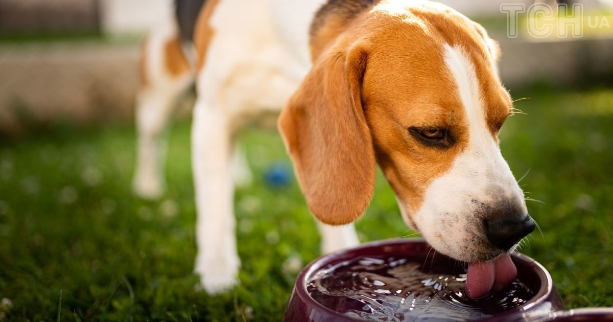 Як визначити, скільки води потребує ваша собака?