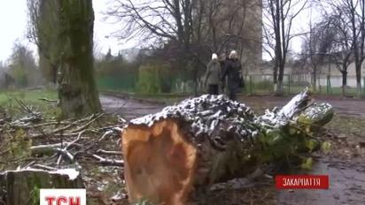 В Ужгороде тополь упал на 11-летнюю школьницу