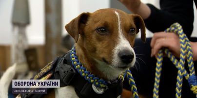 Пес Патрон теперь звезда на международном заседании: Киевщину начали разминировать иностранные пиротехники