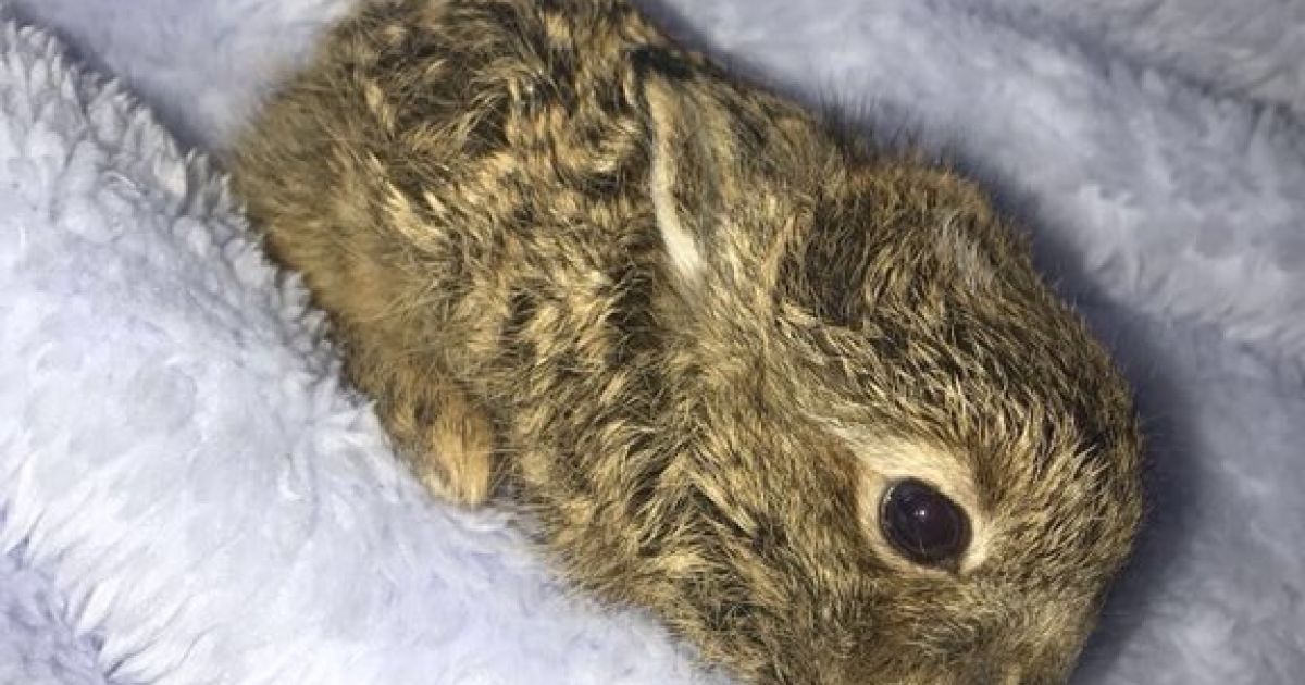 В аеропорту Дубліна службова собака врятував замерзле зайченя