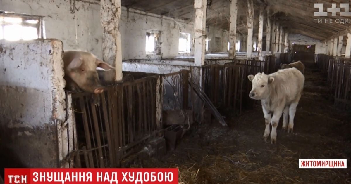 Фермер покинув десятки тварин помирати голодною смертю на Житомирщині