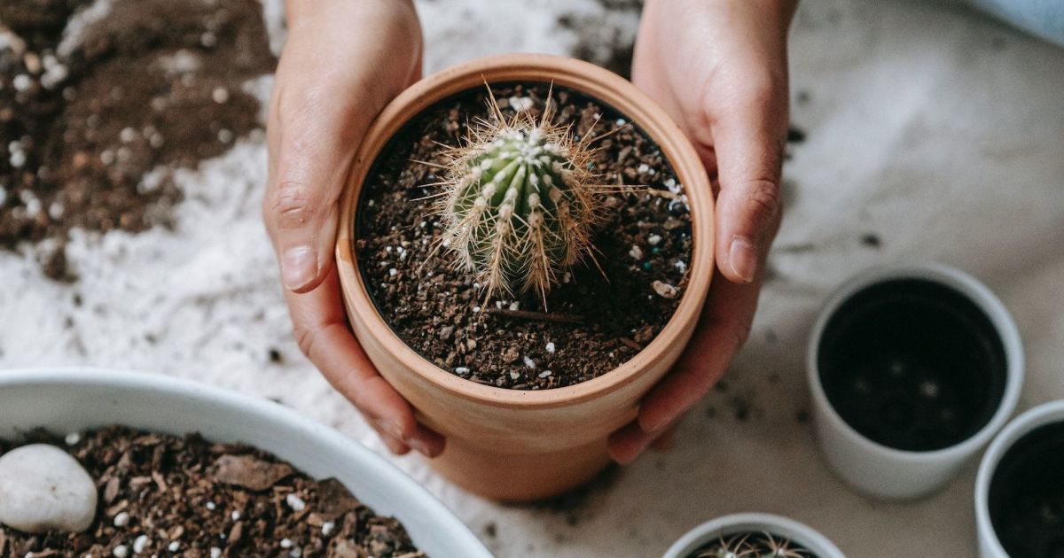 Яке підживлення любить кактус
