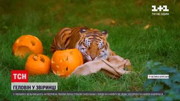 Новини світу: у бельгійському зоопарку звірів пригостили гарбузами
