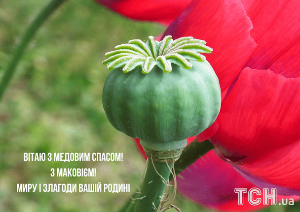 Поздравление с Медовым Спасом / © ТСН