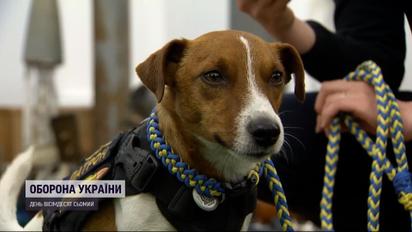 Пес Патрон тепер зірка на міжнародному засіданні : Київщину почали розміновувати іноземні піротехніки