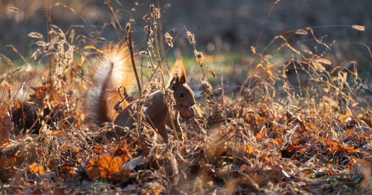 В Киеве закончилось метеорологическое лето, которое длилось более четырех месяцев