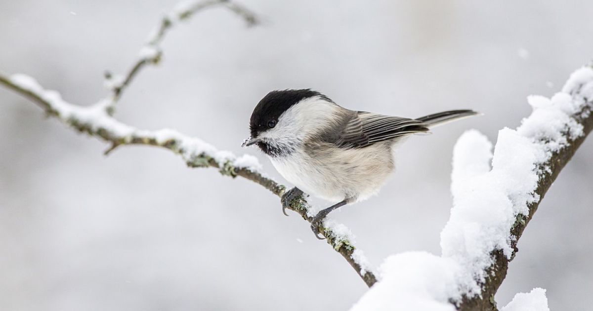 В Одесі та області випав перший сніг