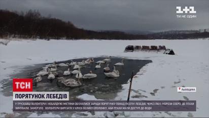Новости Украины: в Трускавце неравнодушные пытаются спасти лебедей от холодной смерти