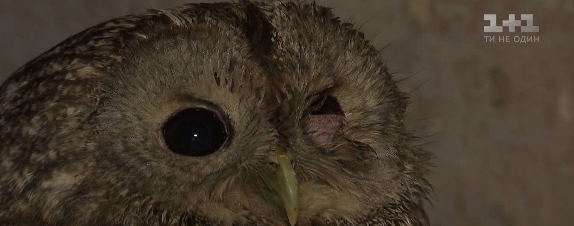 В Кропивницком спасли совенка, которого чуть не убила стая ворон