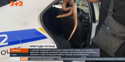 Пригоди харківського удава Генрі: як домашній плазун опинився у зоопарку