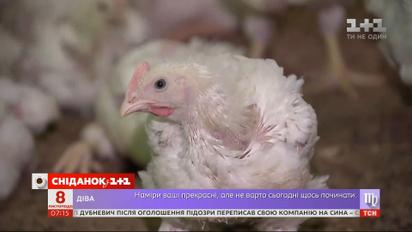 Рекорди українських курей та кошти на термомодерацію – Економічні новини