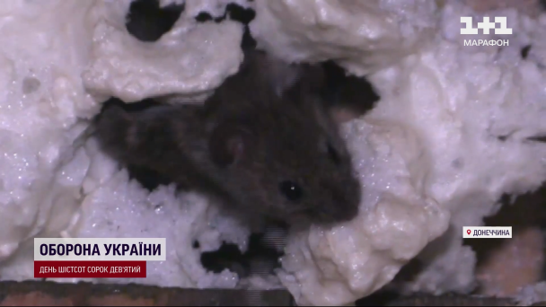 Мышь в блиндаже